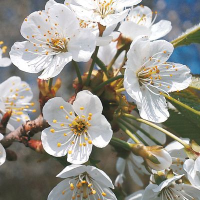Prunus avium L., © 2022, Konrad Lauber – Flora Helvetica – Haupt Verlag