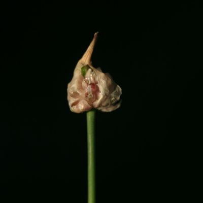 Allium scorodoprasum L., © Copyright Christophe Bornand