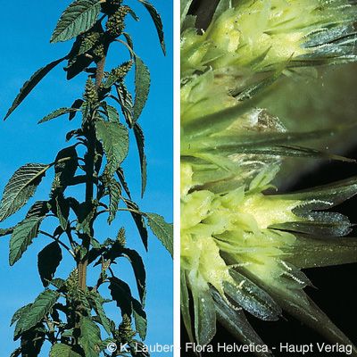 Amaranthus retroflexus L., © 2022, Konrad Lauber – Flora Helvetica – Haupt Verlag
