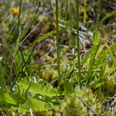 Crepis aurea (L.) Cass., © 2022, Hugh Knott – Zermatt