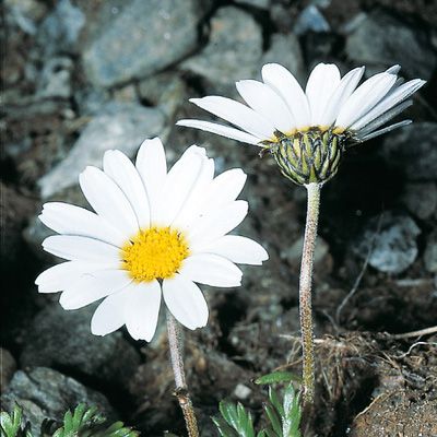 Leucanthemopsis alpina (L.) Heywood, © 2022, Konrad Lauber – Flora Helvetica – Haupt Verlag