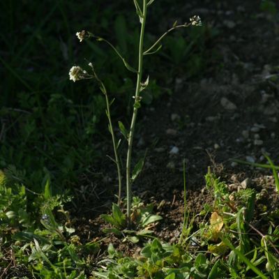 Arabidopsis thaliana (L.) Heynh., © Copyright Christophe Bornand
