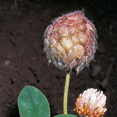 Trifolium fragiferum L., © 2022, Konrad Lauber – Flora Helvetica – Haupt Verlag