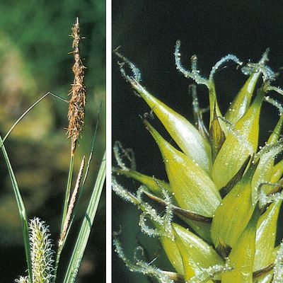 Carex vesicaria L., © 2022, Konrad Lauber – Flora Helvetica – Haupt Verlag
