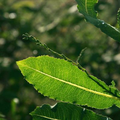 Lactuca serriola L., © Copyright Christophe Bornand