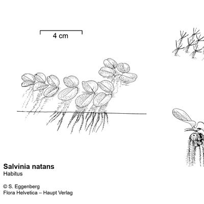 Salvinia natans (L.) All., © 2022, Stefan Eggenberg – Flora Vegetativa - Haupt Verlag
