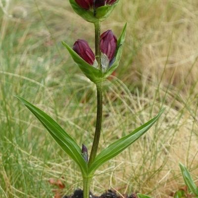 Gentiana purpurea L., © 2015, Ruth Bolliger – Grimentz (VS)