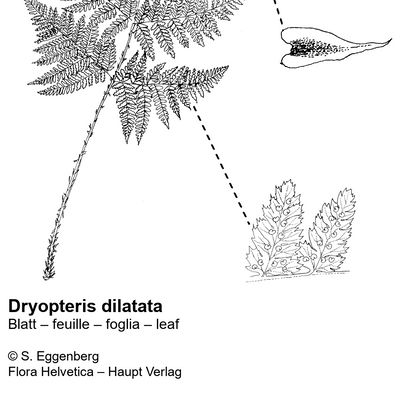 Dryopteris dilatata (Hoffm.) A. Gray, © 2022, Stefan Eggenberg – Flora Vegetativa - Haupt Verlag