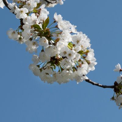Prunus avium L., 10 April 2020, © Copyright Françoise Alsaker