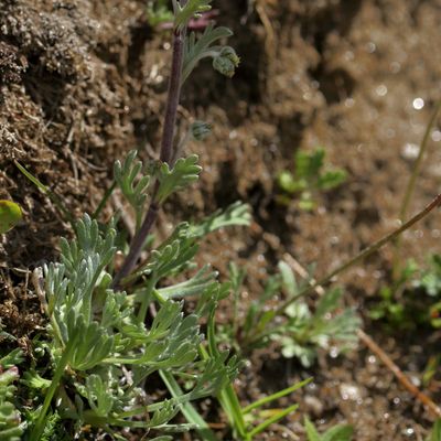 Artemisia genipi Weber, © 2022, Hugh Knott – Zermatt