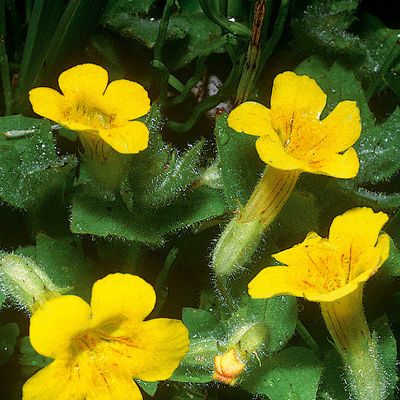 Mimulus moschatus Lindl., © 2022, Andreas Gygax – Flora Helvetica – Haupt Verlag