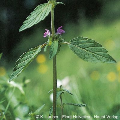 Galeopsis ladanum L., © 2022, Konrad Lauber – Flora Helvetica – Haupt Verlag