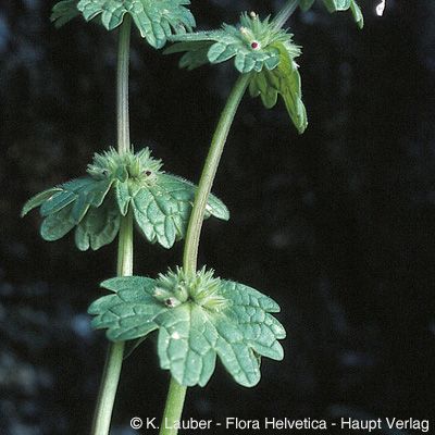 Lamium amplexicaule L., © 2022, Konrad Lauber – Flora Helvetica – Haupt Verlag