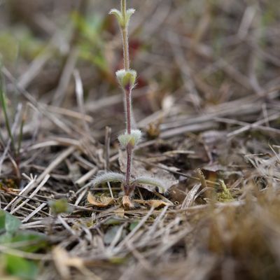 Cerastium brachypetalum subsp. tenoreanum (Ser.) Soó, © 2022, Philippe Juillerat – Pedrinate