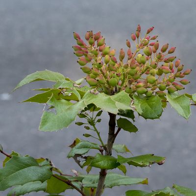 Mahonia aquifolium (Pursh) Nutt., 8 May 2017, © Copyright Françoise Alsaker – Berberidaceae Sauerdorngewächse