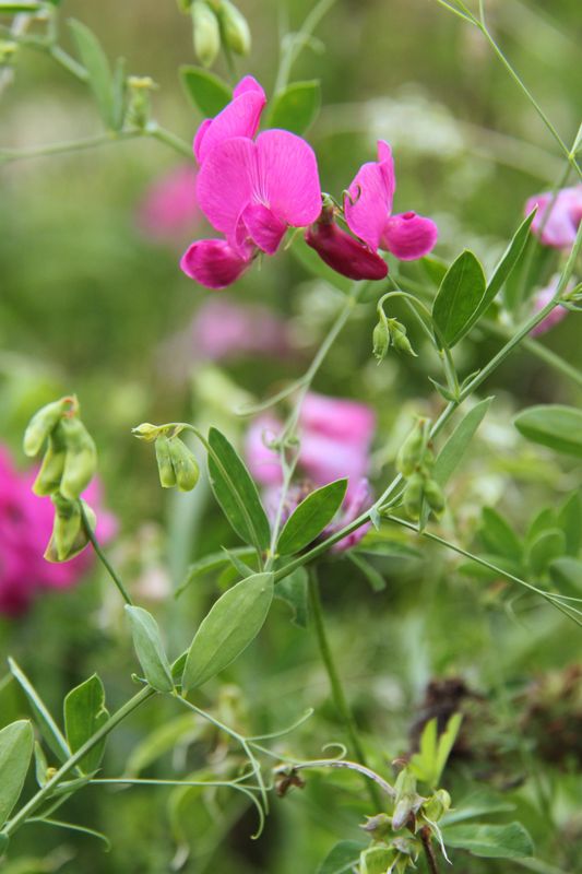 ボタニカ キャニスター / Lathyrus tuberosus ボタニカ キャニスター / Lathyrus tuberosus