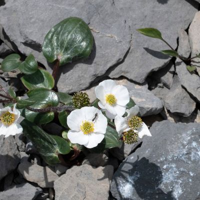 Ranunculus parnassiifolius L., 28 June 2018, © Copyright Françoise Alsaker – RanunculaceE