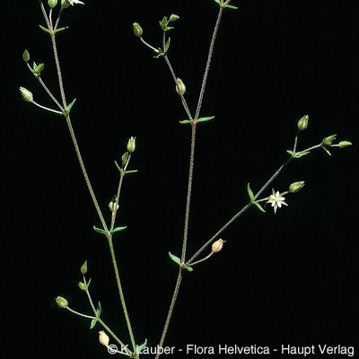 Arenaria leptoclados (Rchb.) Guss., © 2022, Konrad Lauber – Flora Helvetica – Haupt Verlag