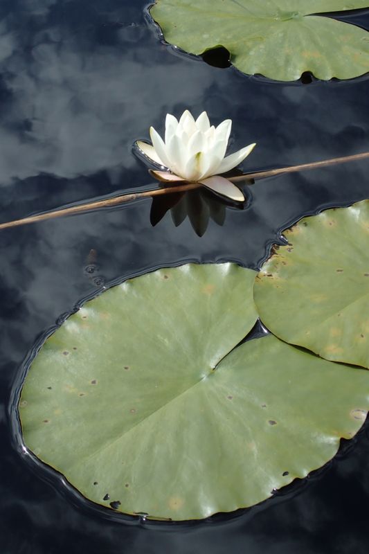 Nymphaea alba L.