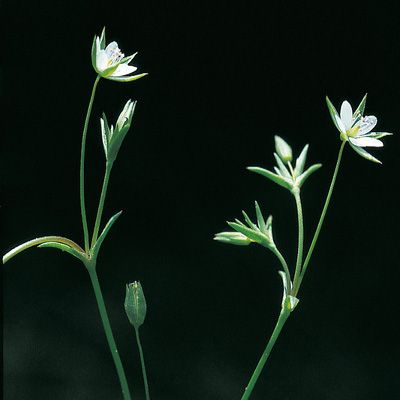 Minuartia hybrida (Vill.) Schischk., © 2022, Konrad Lauber – Flora Helvetica – Haupt Verlag