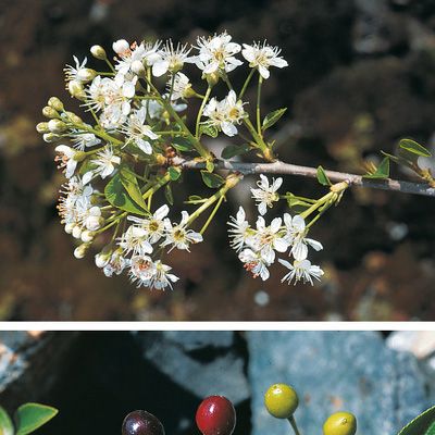 Prunus mahaleb L., © 2022, Konrad Lauber – Flora Helvetica – Haupt Verlag