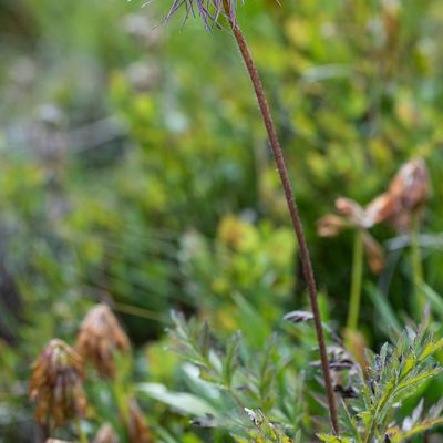 Pulsatilla alpina (L.) Delarbre subsp. alpina, 27 July 2017 – Ranunculaceae