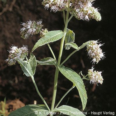 Mentha longifolia (L.) Huds., © 2022, Konrad Lauber – Flora Helvetica – Haupt Verlag