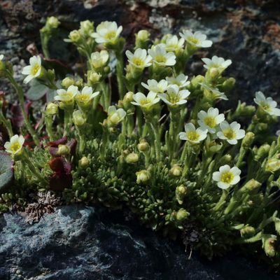 Saxifraga muscoides All., © 2022, Hugh Knott – Zermatt