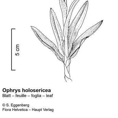 Ophrys holosericea (Burm. f.) Greuter, © 2022, Stefan Eggenberg – Flora Vegetativa - Haupt Verlag