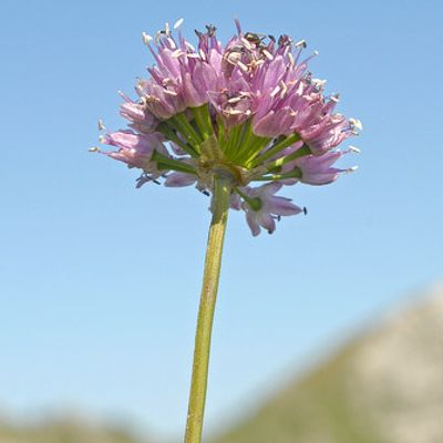 Allium lusitanicum Lam., © 2007, Beat Bäumler – Tanay (VS)