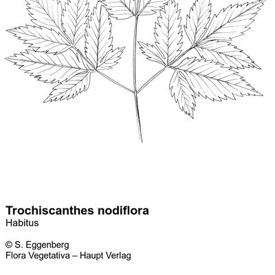 Trochiscanthes nodiflora (All.) W. D. J. Koch, © 2022, Stefan Eggenberg – Flora Vegetativa © Haupt Verlag