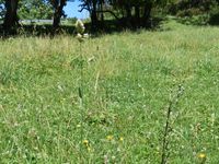 4/12 - © Copyright 2020 Patrice Prunier – IV.5.1b.2.3 - Poo pratensis-Lolietum perennis, St-Blaise F-74