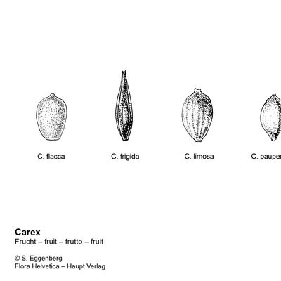 Carex frigida All., 2 December 2022, © 2022, Stefan Eggenberg – Flora Vegetativa - Haupt Verlag