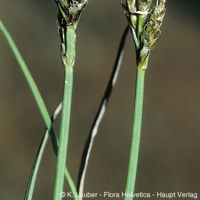 Kobresia simpliciuscula (Wahlenb.) Mack., © 2022, Konrad Lauber – Flora Helvetica – Haupt Verlag