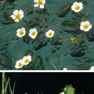 Ranunculus penicillatus (Dumort.) Bab., © 2022, Konrad Lauber – Flora Helvetica – Haupt Verlag