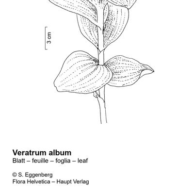 Veratrum album L., 10 November 2022, © 2022, Stefan Eggenberg – Flora Vegetativa - Haupt Verlag