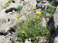 5/7 - © 2013, Patrice Prunier – III.3.2.1.3 - Luzuletum alpinopilosae, Bernina Lago Bianco CH-Gr
