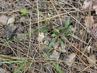 2/4 - © 2013, Patrice Prunier – III.3.4.1.1 - Achnatheretum calamagrostis, Salève FR-74