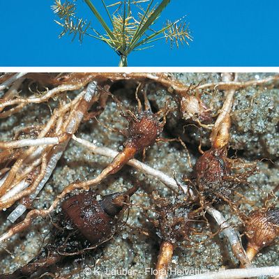 Cyperus esculentus L., © 2022, Konrad Lauber – Flora Helvetica – Haupt Verlag