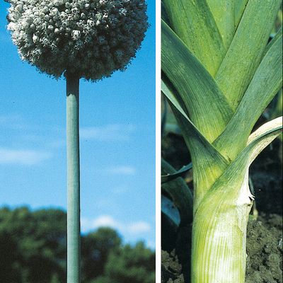 Allium porrum L., © 2022, Konrad Lauber – Flora Helvetica – Haupt Verlag
