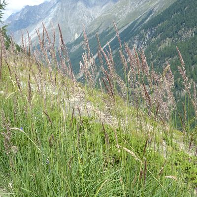 Calamagrostis varia (Schrad.) Host, 1 August 2012, © 2012, Peter Bolliger – Zermatt