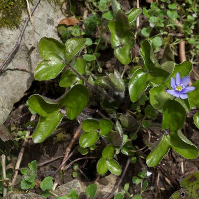 Hepatica nobilis Schreb., 8 April 2018, © Copyright Françoise Alsaker – Ranunculaceae Hahnenfussgewächse