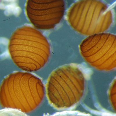 Nitella tenuissima (Desv.) Kütz., 29 August 2012, © 2012, D. Auderset Joye – Les oospores de N. tenuissima sont bruns à brun-roux, presque aussi longs que larges, ont 7 - 8 crêtes peu saillantes et une membrane réticulée.