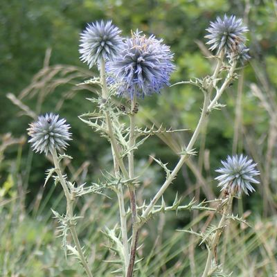 Echinops ritro L., © Copyright Christophe Bornand