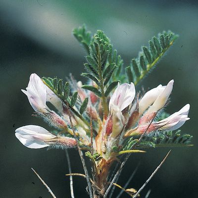 Astragalus sempervirens Lam., © 2022, Konrad Lauber – Flora Helvetica – Haupt Verlag