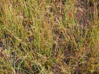 4/8 - © 2011, Patrice Prunier – II.2.2.1.7 - Violo palustris-Juncetum filiformis, Rothenthurm CH-Sz