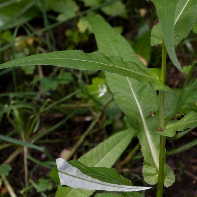 Cirsium helenioides (L.) Hill, © Copyright Françoise Alsaker – Asteraceae