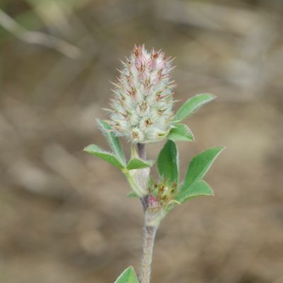 Trifolium striatum L., © 2022, Philippe Juillerat – Beurnevésin