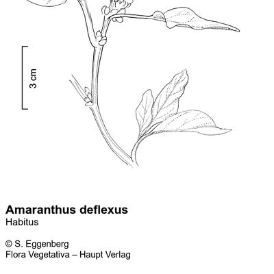Amaranthus deflexus L., © 2022, Stefan Eggenberg – Flora Vegetativa © Haupt Verlag