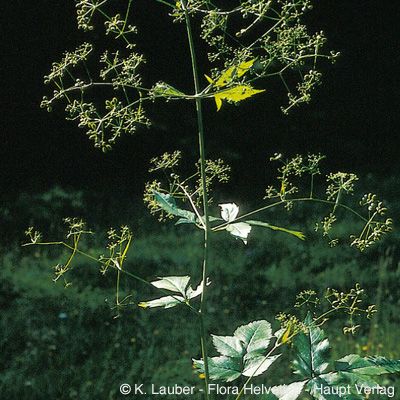 Trochiscanthes nodiflora (All.) W. D. J. Koch, © 2022, Konrad Lauber – Flora Helvetica – Haupt Verlag